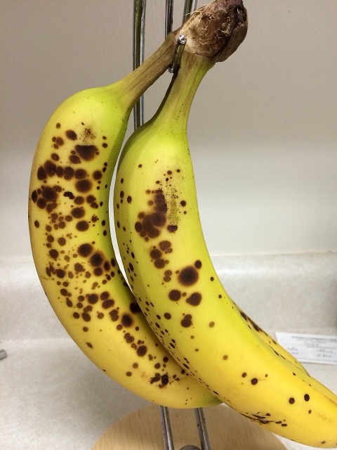 A banana covered in large brown spots